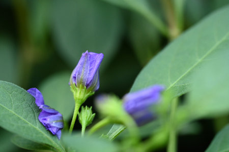 Close up of purple flowers in the garden. Selective focus.の写真素材