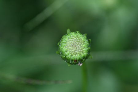 Close-up of a green flower on a blurred green background.