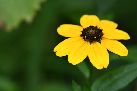 Rudbeckia flower in the garden, closeup of photoの写真素材