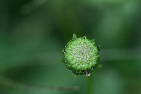 Close up of a green cornflower bud on a green background.の写真素材