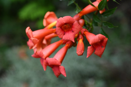 Orange trumpet vine, Campsis grandiflora, in the gardenの写真素材