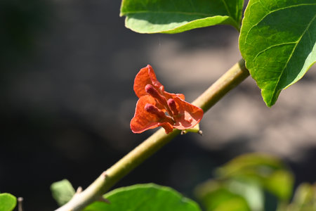 Red bougainvillea flower on the tree in the gardenの写真素材
