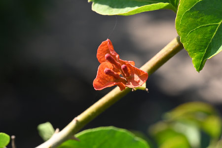 Red bougainvillea flower on the tree in the gardenの写真素材
