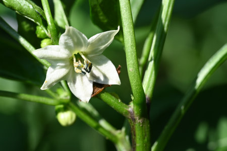 White flower of pepper on a branch in the garden. Close-upの写真素材