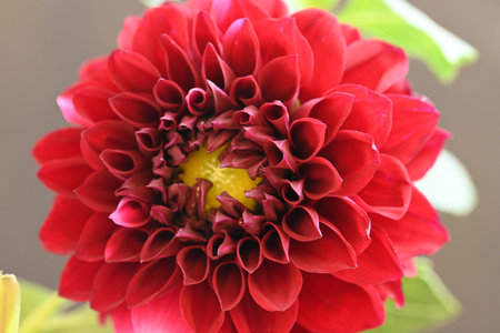 Red dahlia flower in the garden, closeup of photoの写真素材