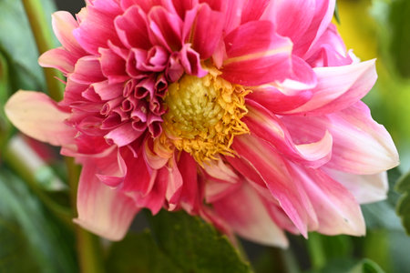 Close up of pink dahlia flower with yellow center in the gardenの写真素材
