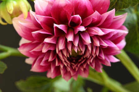 Pink dahlia flower in the garden close-up. Macroの写真素材