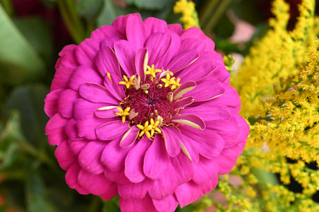 Zinnia elegans,Zinnia elegans,Zinnia flowerの写真素材