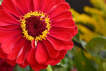 Red zinnia flower in the garden with green leaves background.の写真素材
