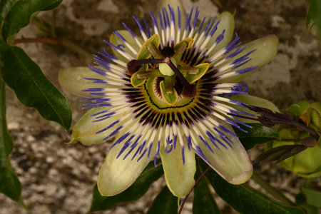 Passion fruit flower, Passiflora caeruleaの写真素材