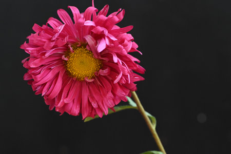 Pink chrysanthemum flower on a black background. macroの写真素材