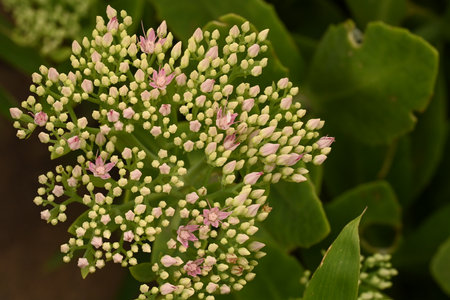 Sedum officinalis, commonly known as crassula vulgarisの写真素材
