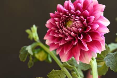 Close up of pink dahlia flower, shallow depth of fieldの写真素材