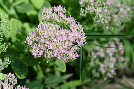 Flowers of Sedum (Sedum spectabile)の写真素材