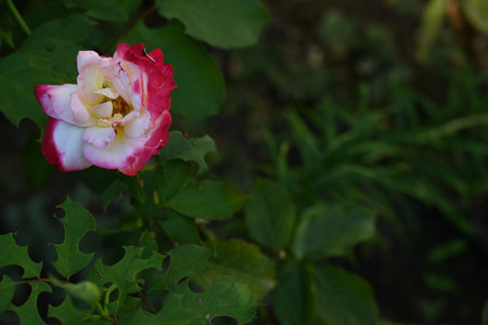 White and pink rose in the garden. Selective focus and shallow depth of field.の写真素材
