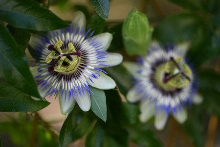 Passiflora caerulea, Passiflora caeruleaの写真素材