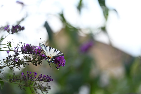 Butterfly on a lilac bush in the summer garden.