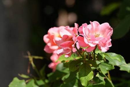 Beautiful pink roses in the garden, closeup of photo.の写真素材