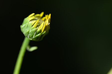 Macro shot of a yellow flower on a green background with copy space