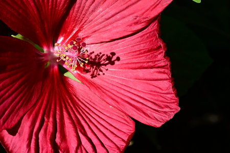 Close up of a red hibiscus flower in bloom.の写真素材