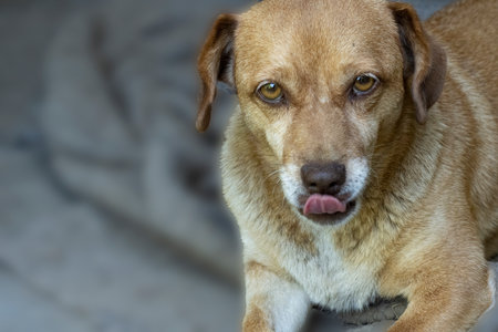 Dog looking at the camera with tongue out. Selective focus.の写真素材
