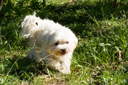 Cute Maltese dog playing in the grass in the garden.