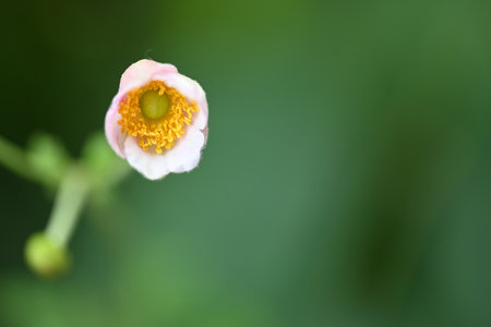 Close up of a small flower on a green background with copy spaceの写真素材