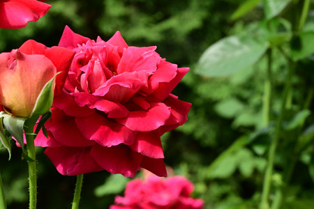 Beautiful red rose in the garden on a sunny summer day.の写真素材