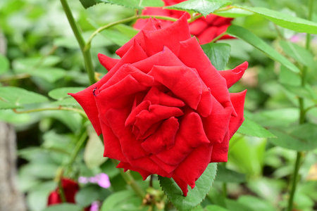Beautiful red rose in garden, closeup. Nature background.の写真素材