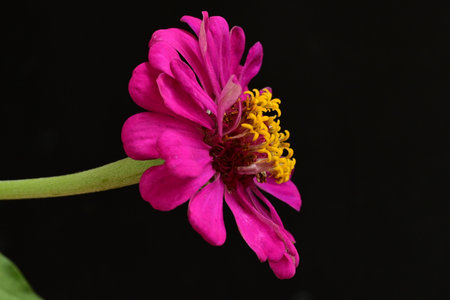 Zinnia flower isolated on black background. Zinnia violacea Cav.の写真素材