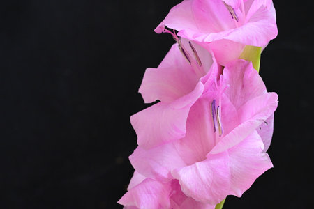 gladiolus flower on black background, closeup of photoの写真素材