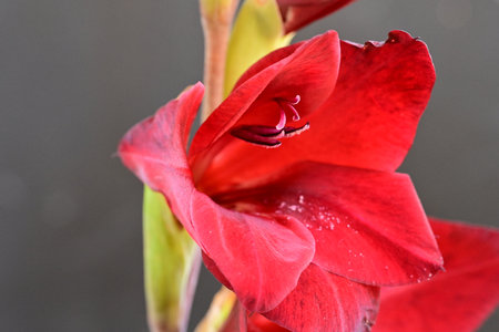 Beautiful red gladiolus flower with water drops on petalsの写真素材