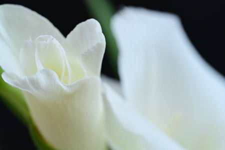 Beautiful white tulip on black background, close-up.の写真素材