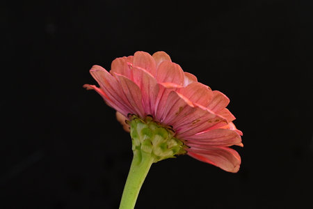 Pink gerbera flower isolated on black background, closeup of photoの写真素材
