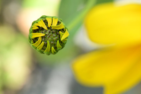 Zinnia flower in garden, Thailand. (Selective focus)