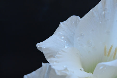 white gladiolus with water drops on the petals close up
