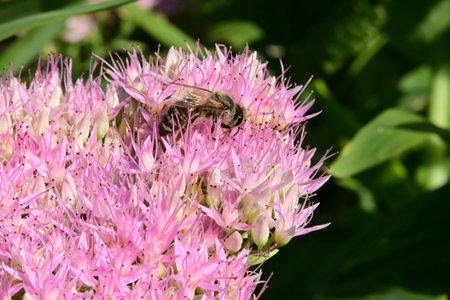 Bee on a pink flower in the garden. Shallow depth of field.の写真素材