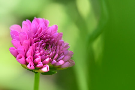 Pink chrysanthemum flower on green background, close upの写真素材