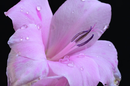 Pink gladiolus flower with water drops, closeup of photoの写真素材