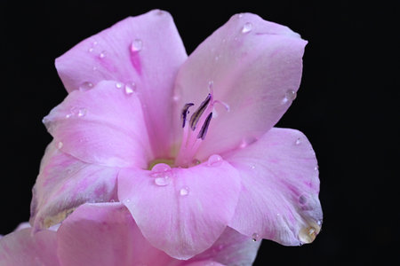 Beautiful pink gladiolus flower with water drops on black backgroundの写真素材