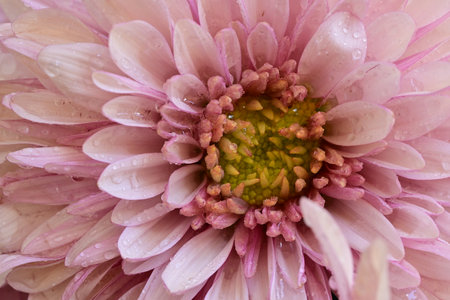 Pink chrysanthemum with water drops, close-upの写真素材