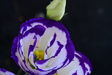 Beautiful purple eustoma flower on black background, closeupの写真素材