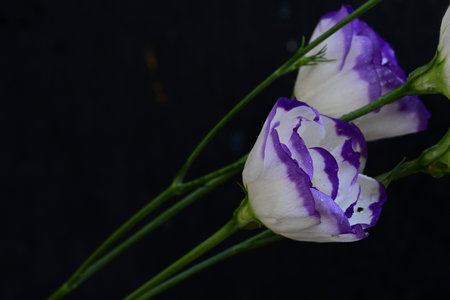 purple eustoma flowers on a black background, close upの写真素材