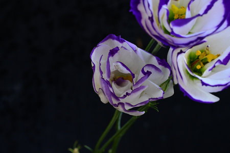 Eustoma flowers on a black background close-up macro photographyの写真素材