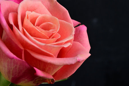 pink rose on black background. macro shot. shallow depth of fieldの写真素材