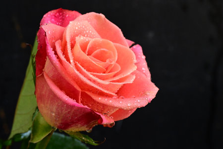 Beautiful pink rose with water drops on black background, closeupの写真素材