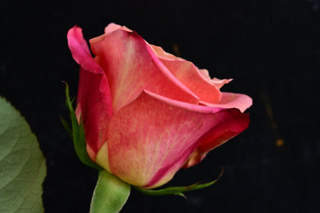 Beautiful pink rose on a black background. Close-up.の写真素材