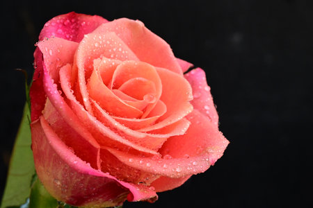 Beautiful pink rose with drops of water on a black background.の写真素材