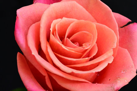 Beautiful pink rose on black background, closeup of photo.の写真素材