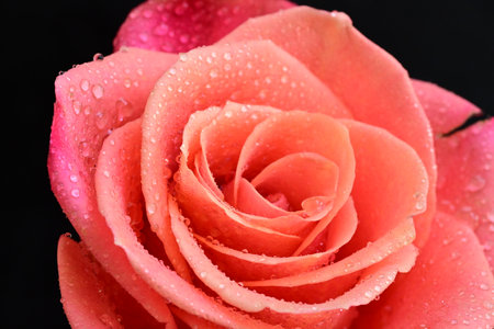 beautiful pink rose with water drops on petals on black backgroundの写真素材